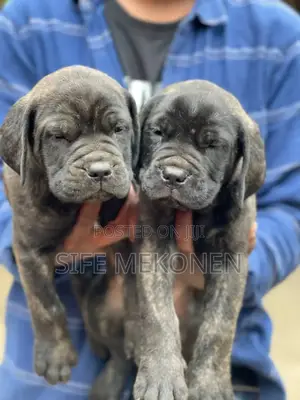 1-3 months Male Purebred Bullmastiff