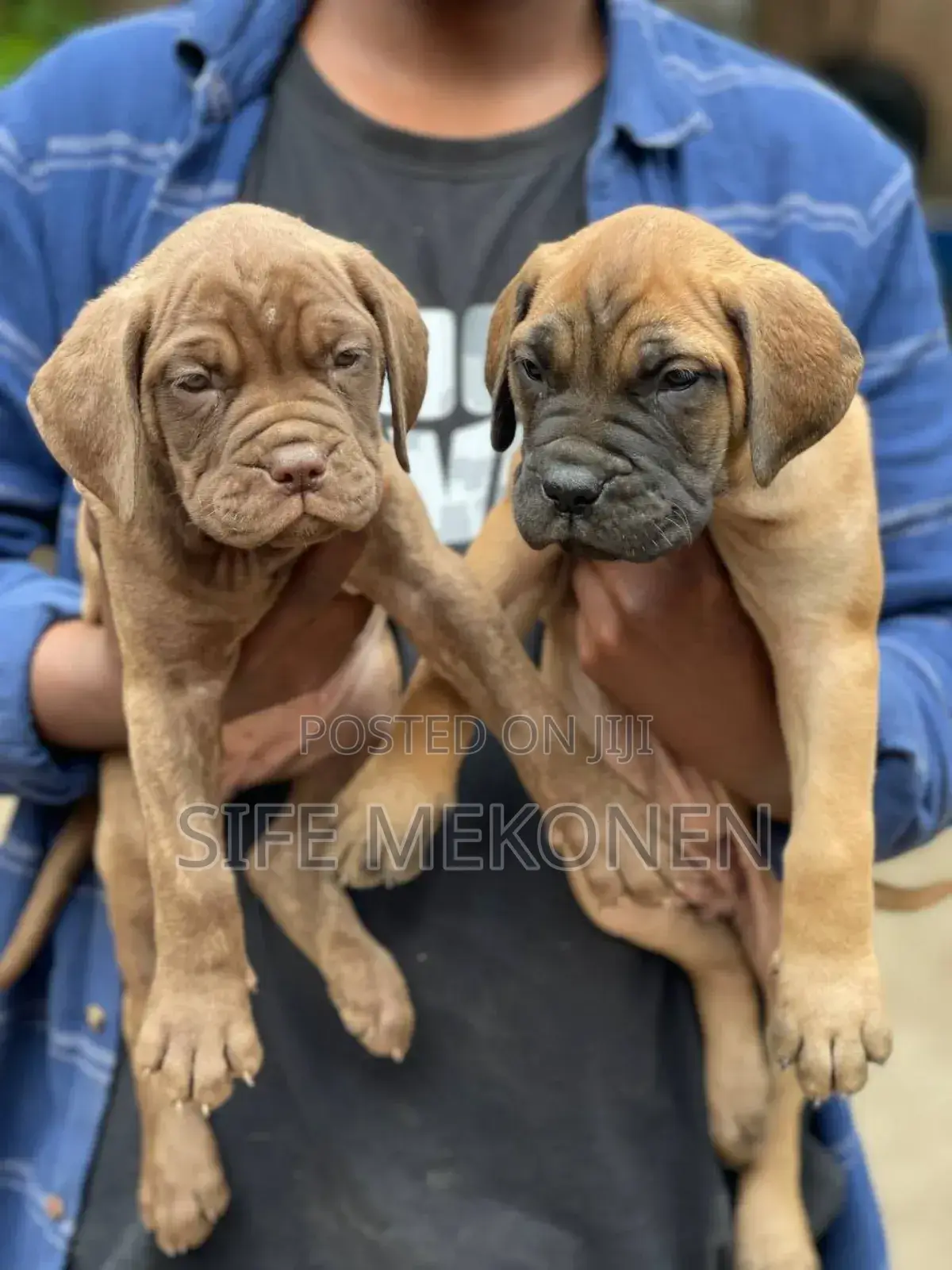 1-3 months Male Purebred Bullmastiff