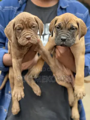 Photo - 1-3 months Male Purebred Bullmastiff