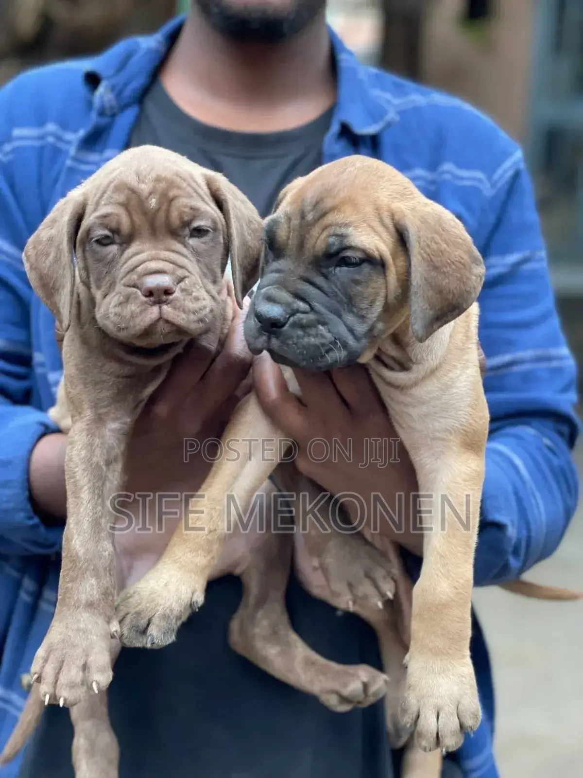 1-3 months Male Purebred Bullmastiff