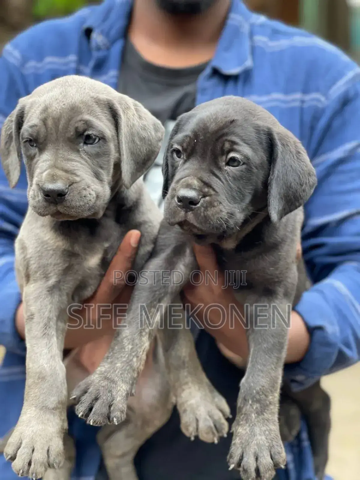 1-3 months Male Purebred Bullmastiff