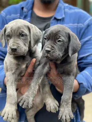 1-3 months Male Purebred Bullmastiff
