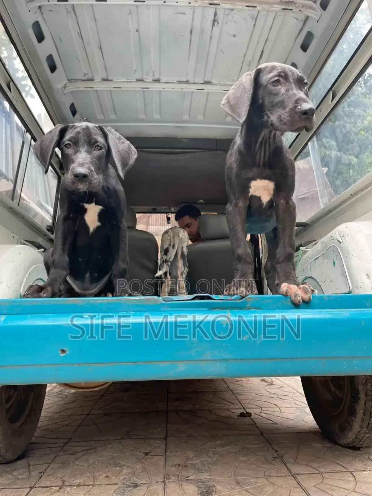 1-3 months Male Purebred Great Dane