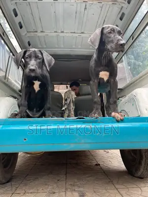 1-3 months Male Purebred Great Dane