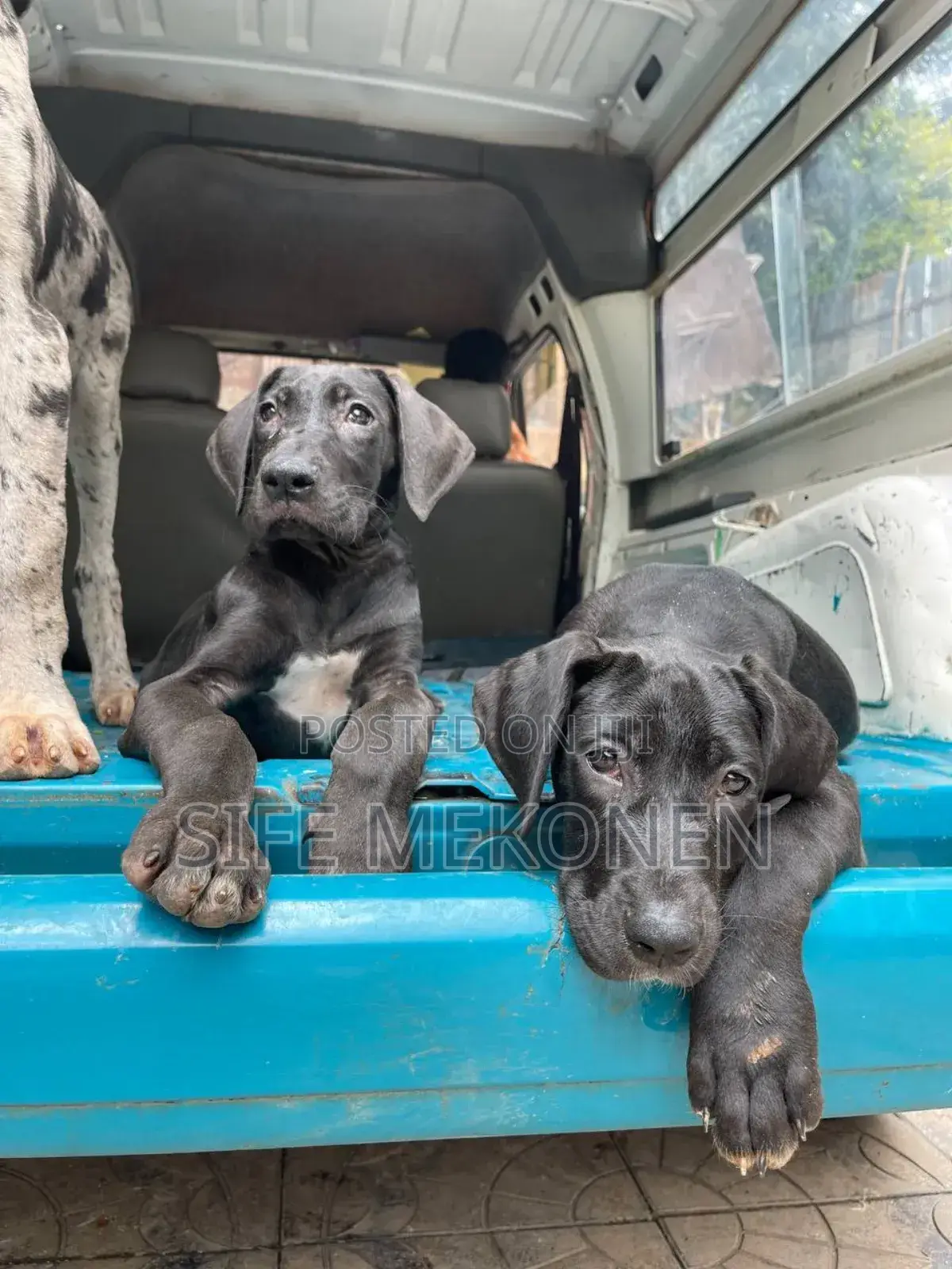 1-3 months Male Purebred Great Dane