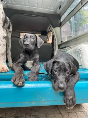 Photo - 1-3 months Male Purebred Great Dane