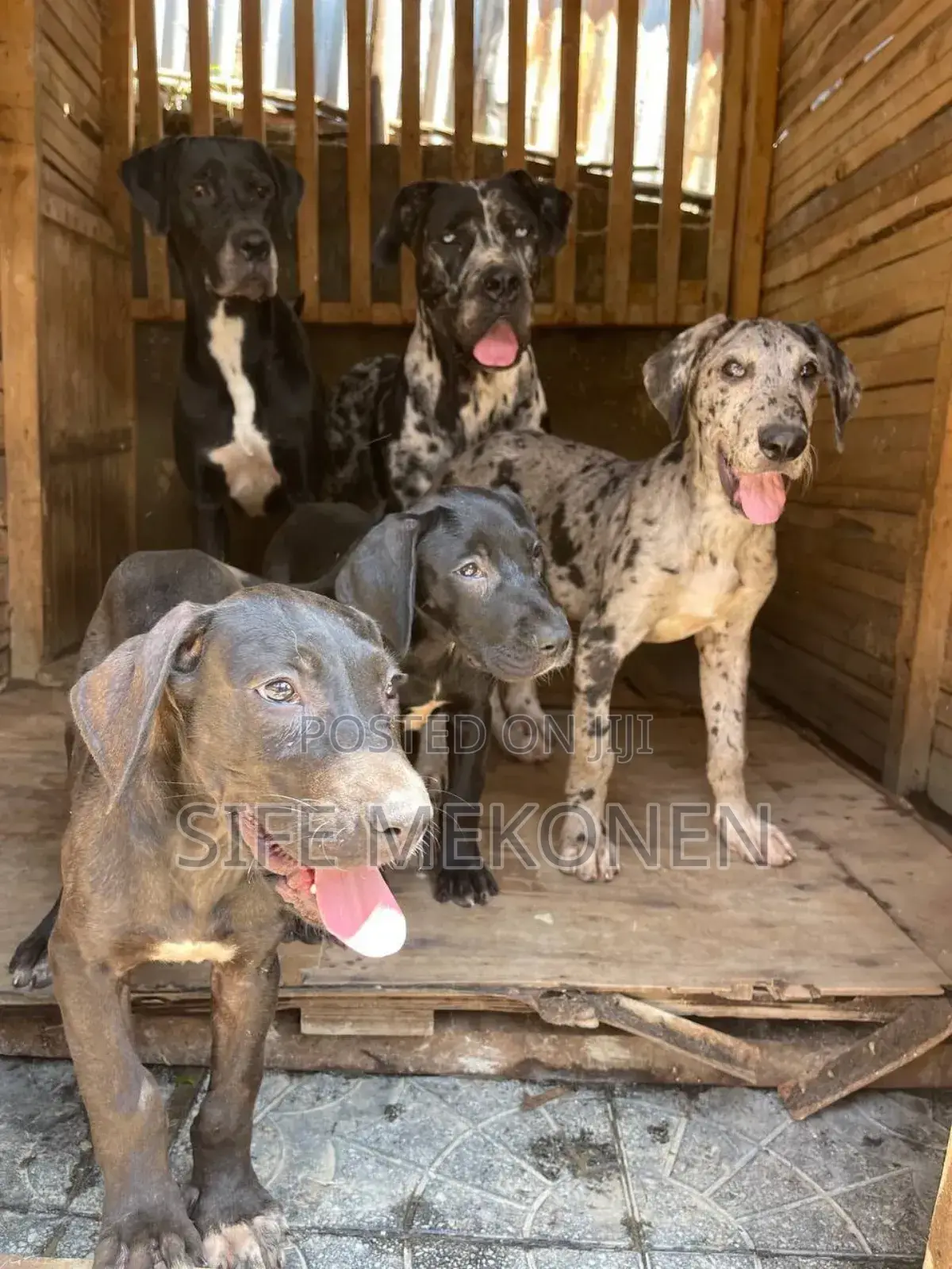 1-3 months Male Purebred Great Dane
