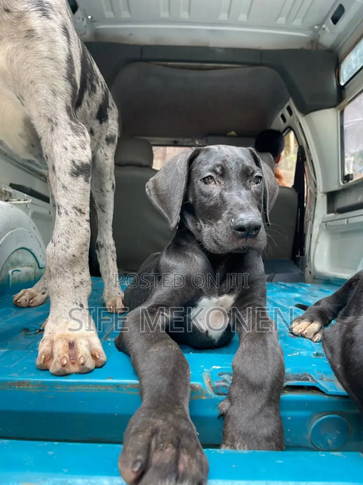 1-3 months Male Purebred Great Dane