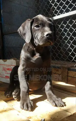 1-3 months Male Purebred Bullmastiff