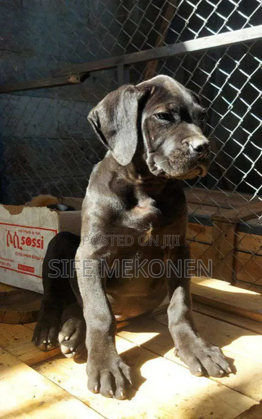 1-3 months Male Purebred Bullmastiff