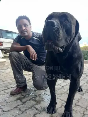 Photo - 1-3 months Male Purebred Bullmastiff