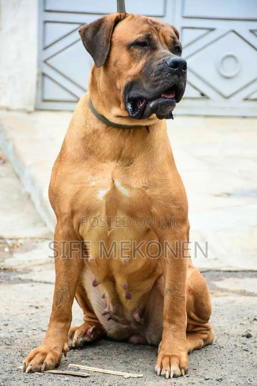1-3 months Male Purebred Bullmastiff