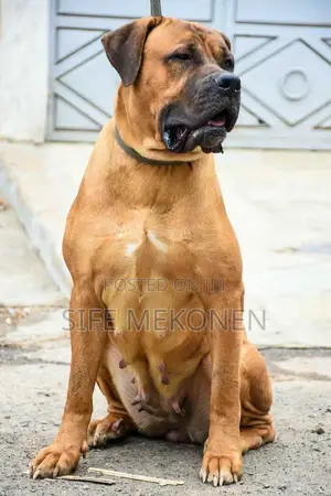 Photo - 1-3 months Male Purebred Bullmastiff