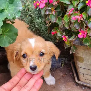 1-3 months Male Purebred Maltese