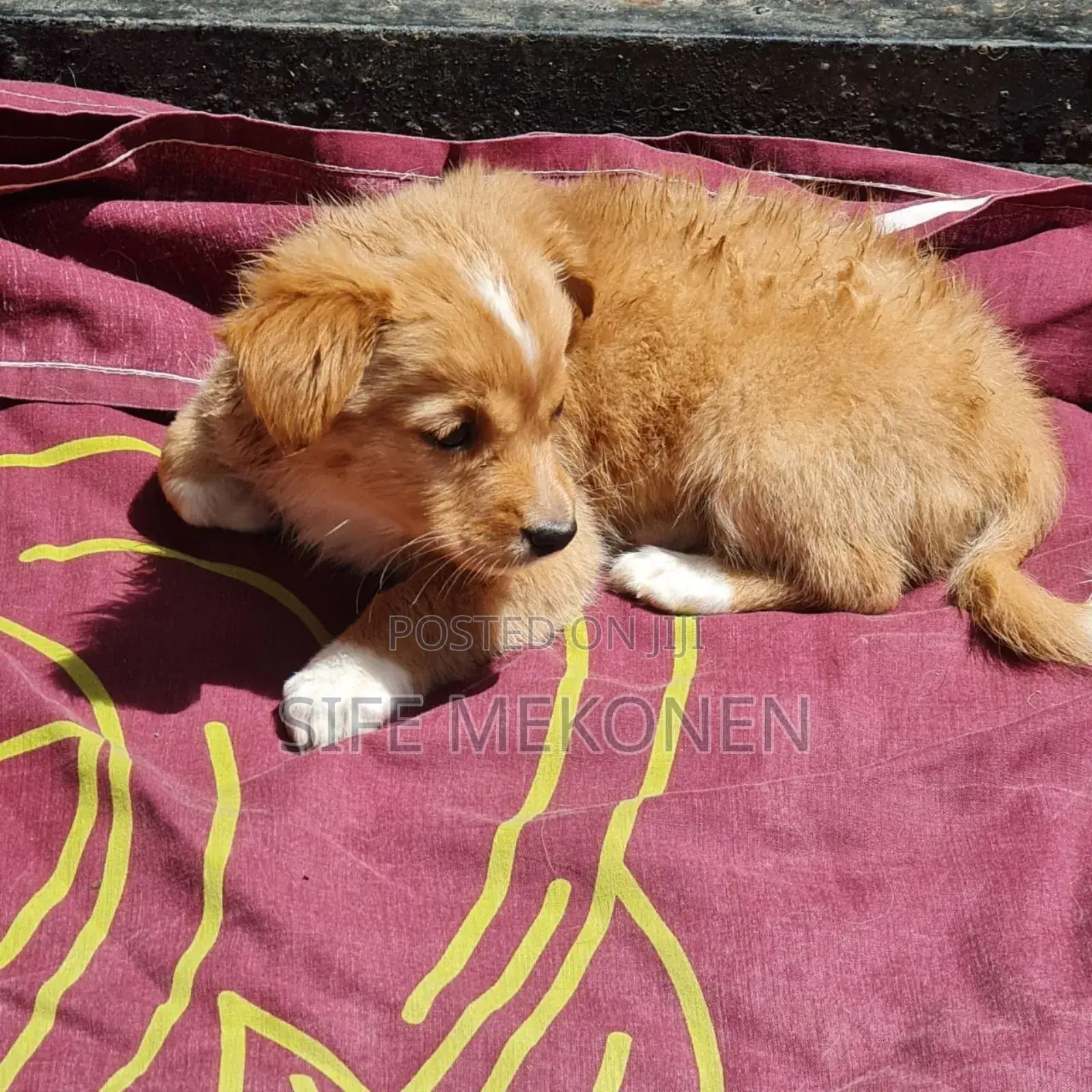 1-3 months Male Purebred Maltese