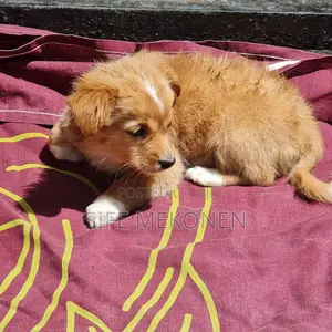 1-3 months Male Purebred Maltese