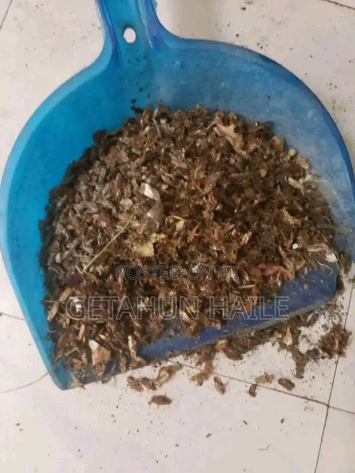 በረሮ ማጥፊያ Cockroch Killer