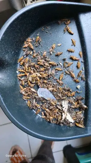 በረሮ ማጥፊያ Cockroch Killer