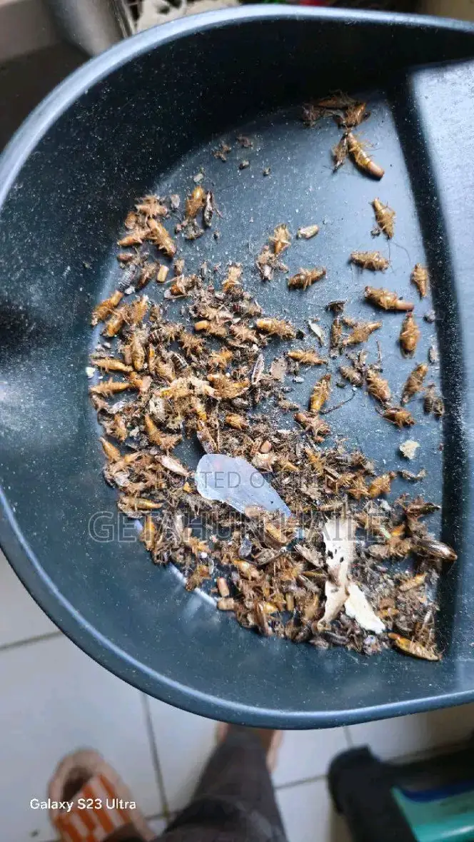 በረሮ ማጥፊያ Cockroch Killer