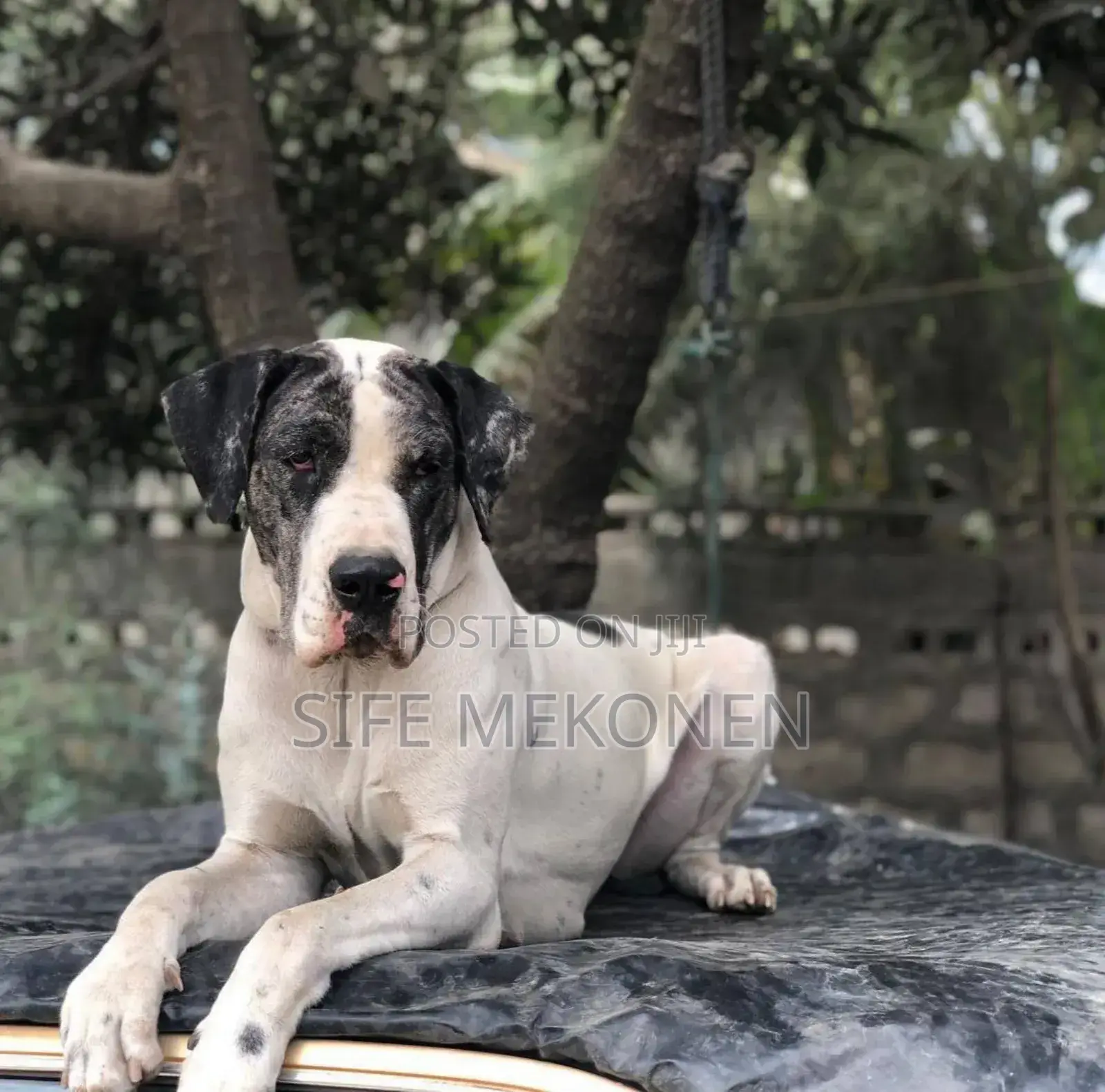 1-3 months Female Purebred Great Dane