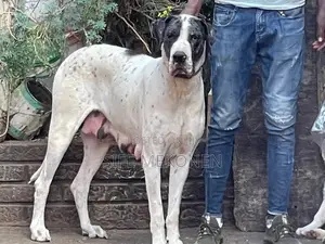 1-3 months Female Purebred Great Dane