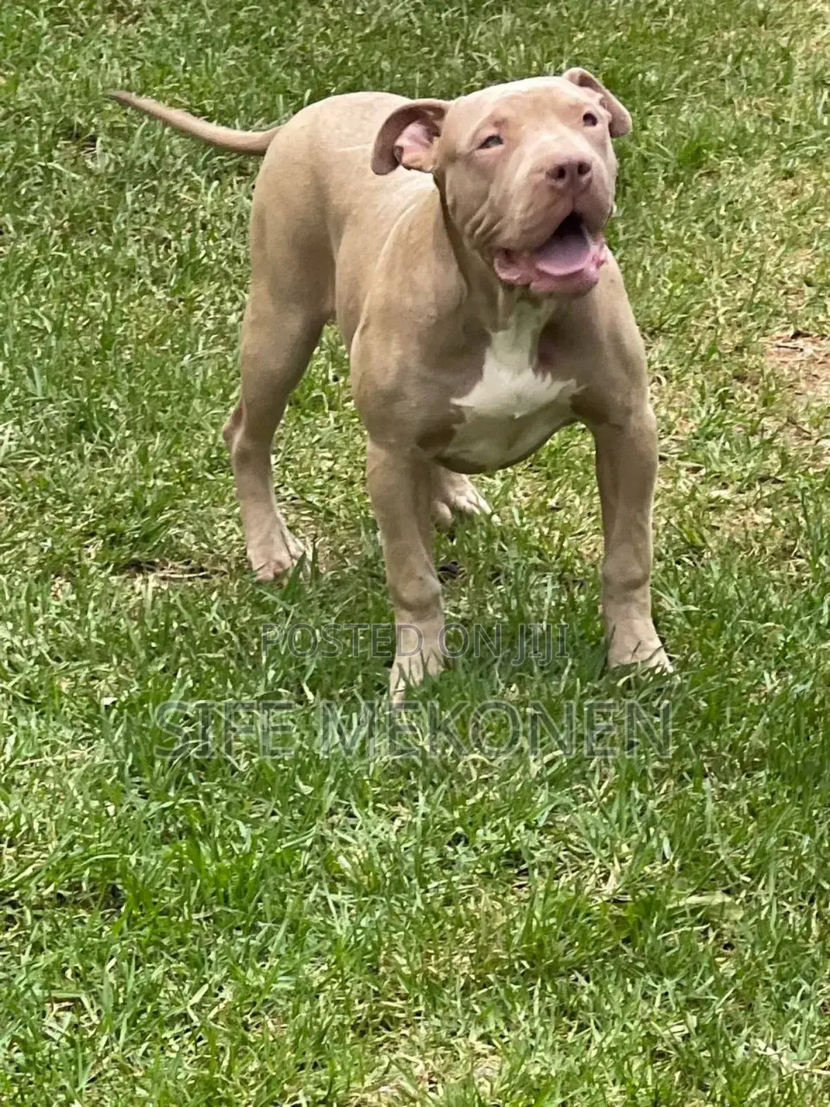 1-3 months Male Purebred American Bully