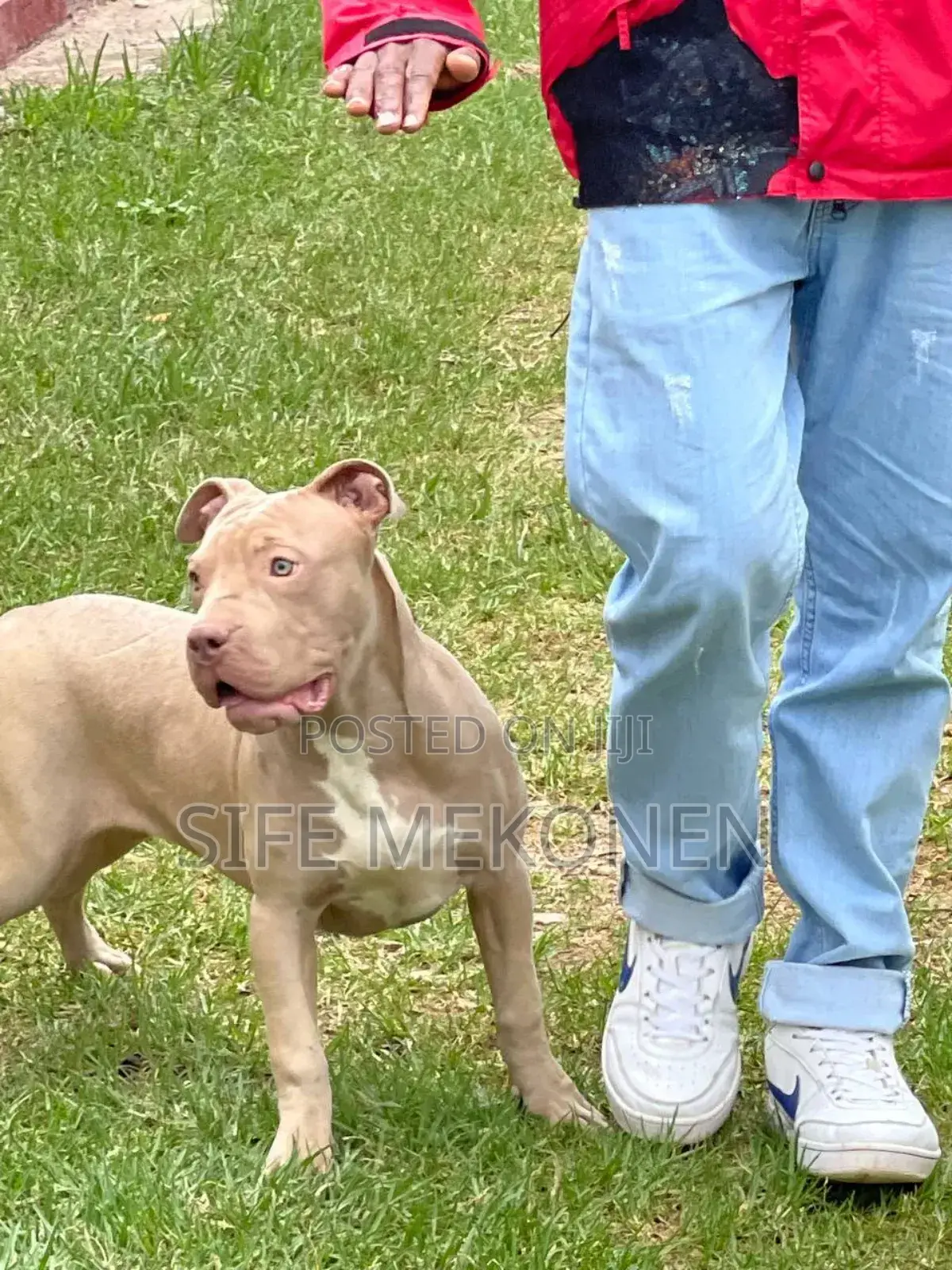 1-3 months Male Purebred American Bully