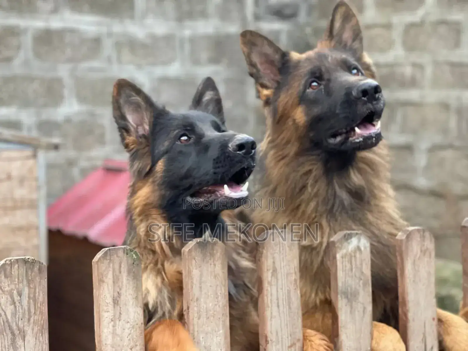 1-3 months Male Purebred German Shepherd