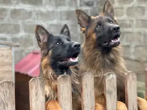 Photo - 1-3 months Male Purebred German Shepherd