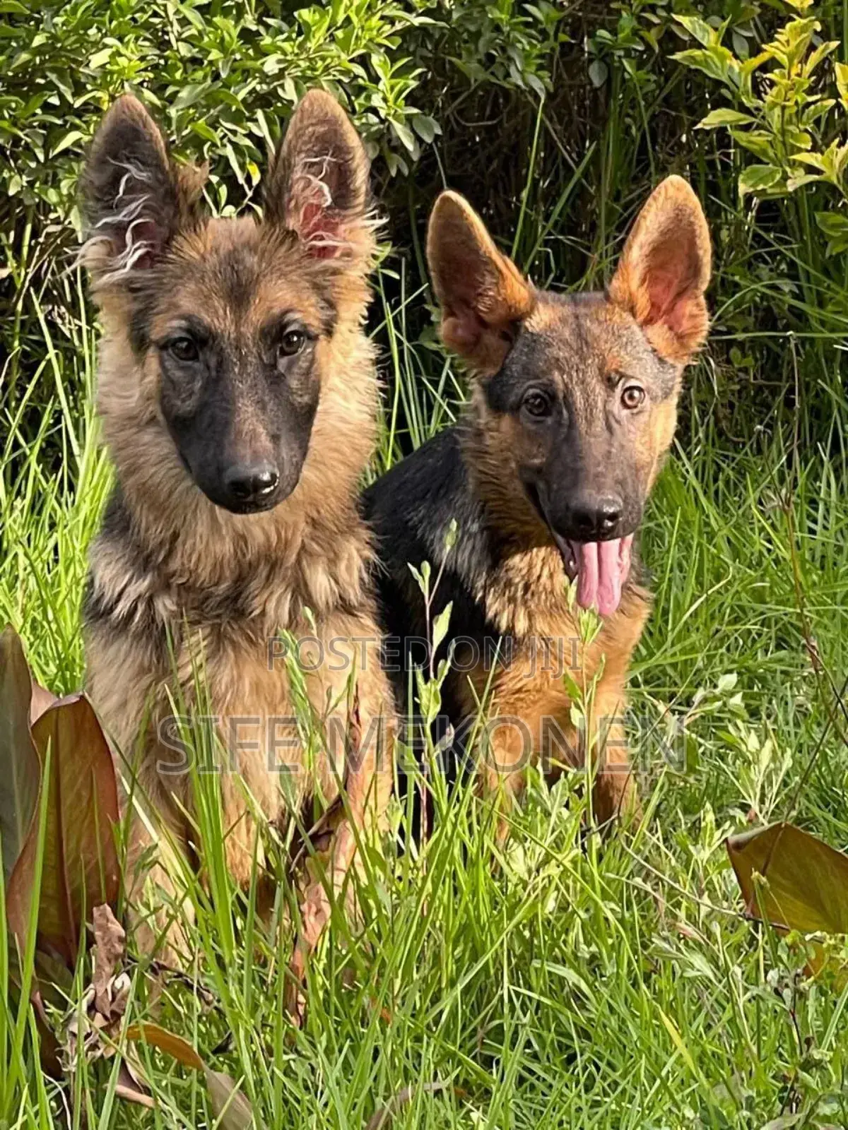 1-3 months Male Purebred German Shepherd