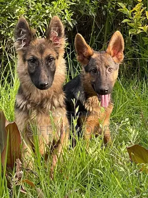 1-3 months Male Purebred German Shepherd