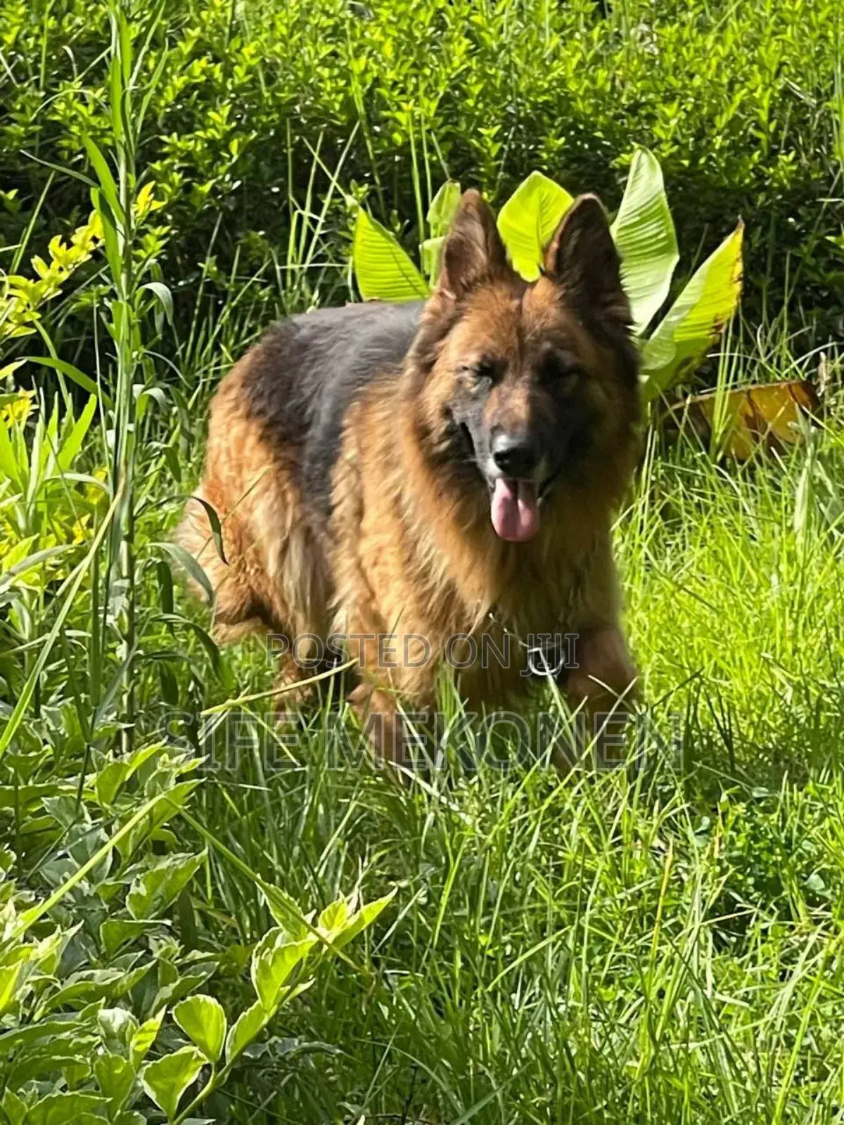 1+ year Female Purebred German Shepherd