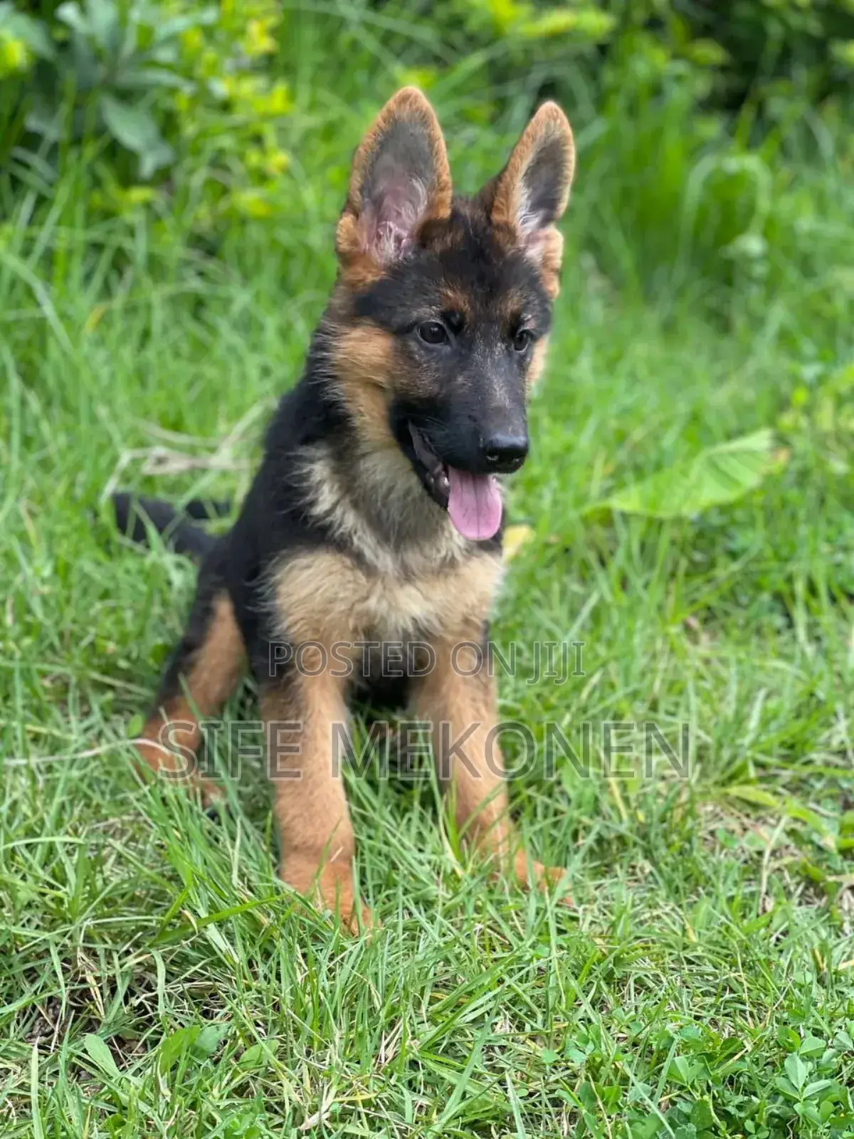 1-3 months Male Purebred German Shepherd