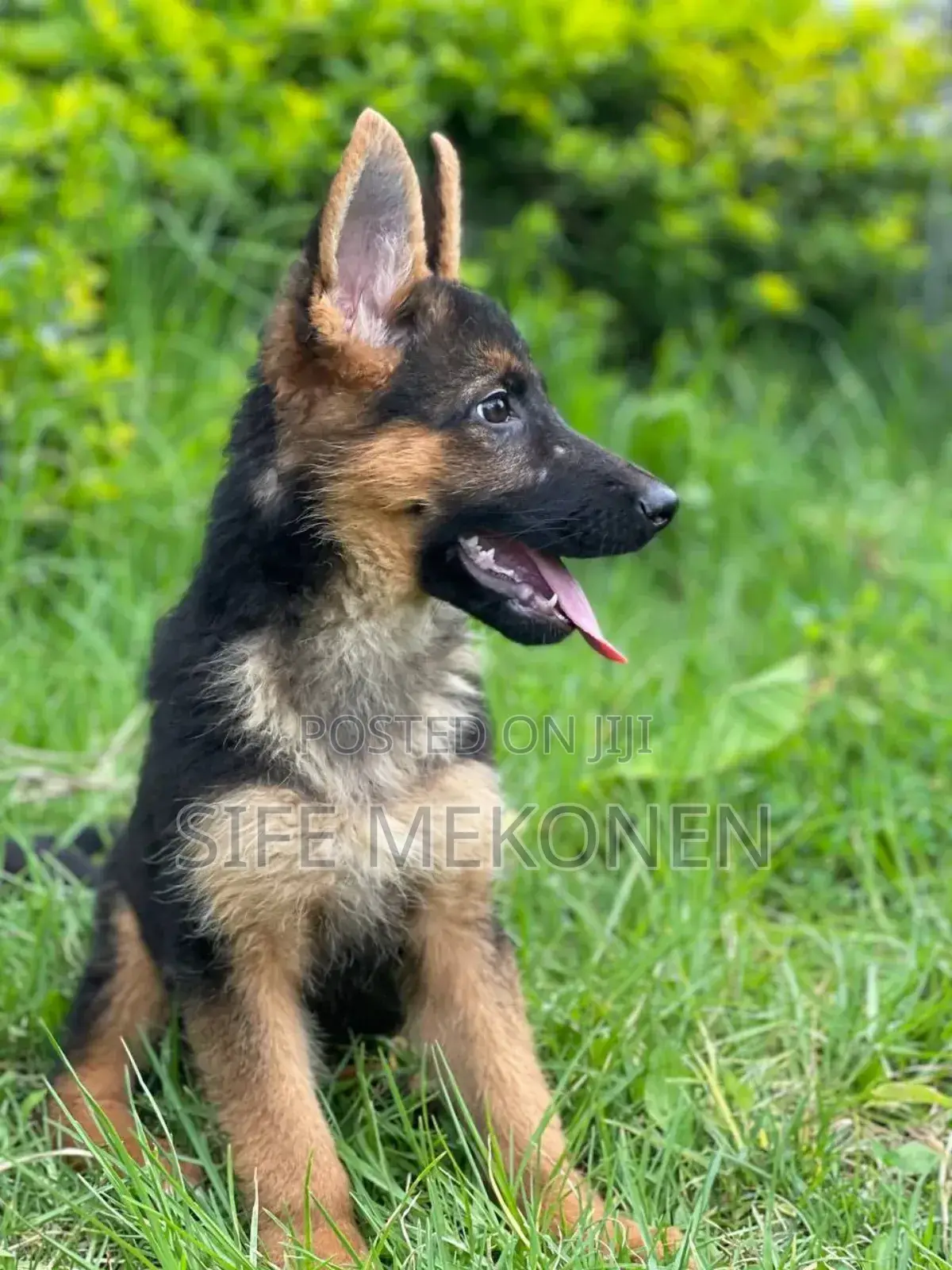 1-3 months Male Purebred German Shepherd