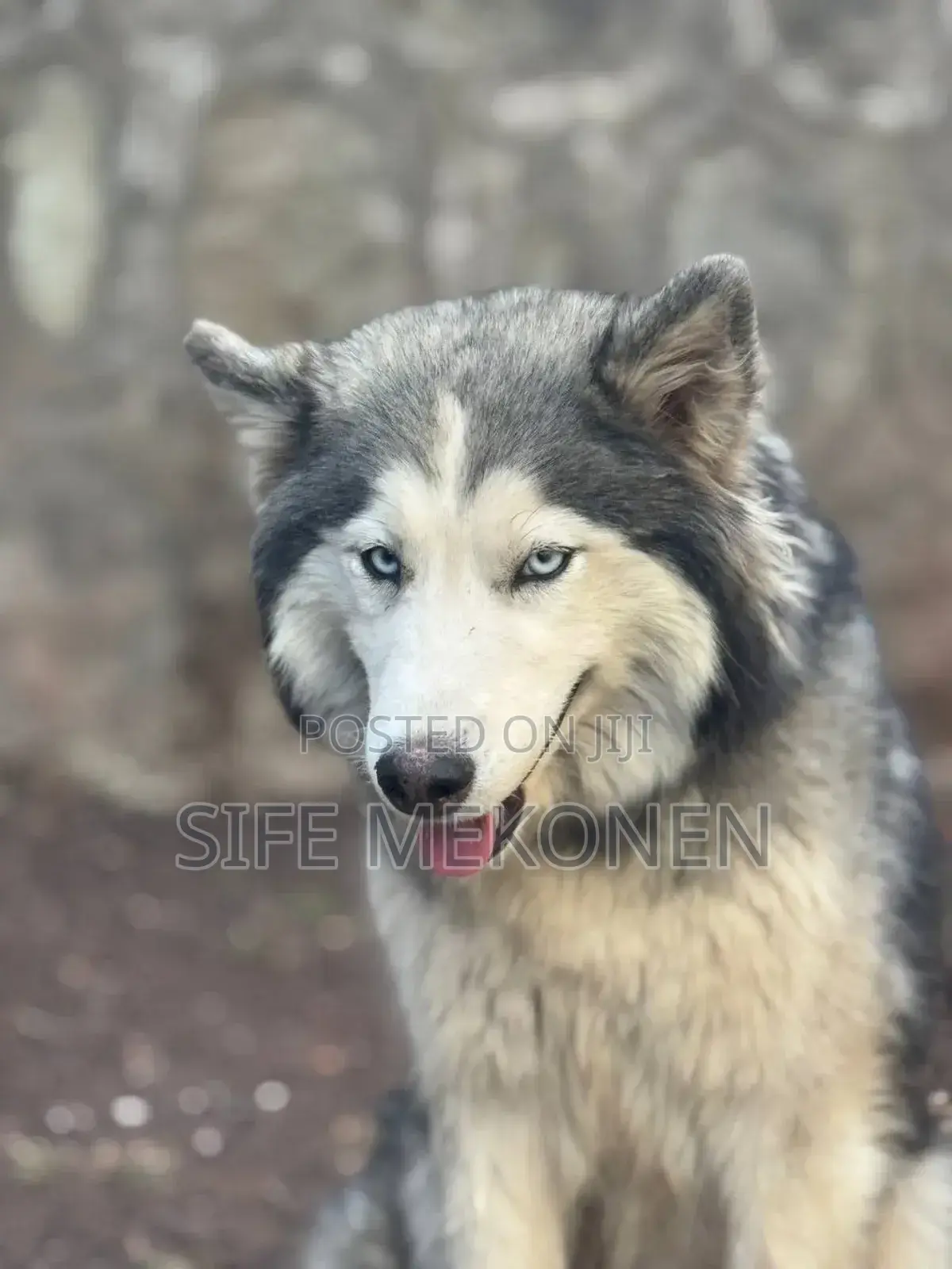 1-3 months Male Purebred Siberian Husky