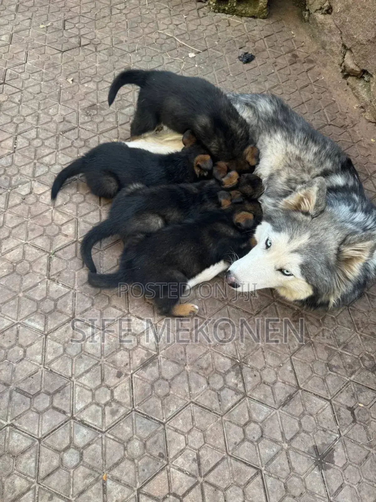 1-3 months Male Mixed Breed Siberian Husky