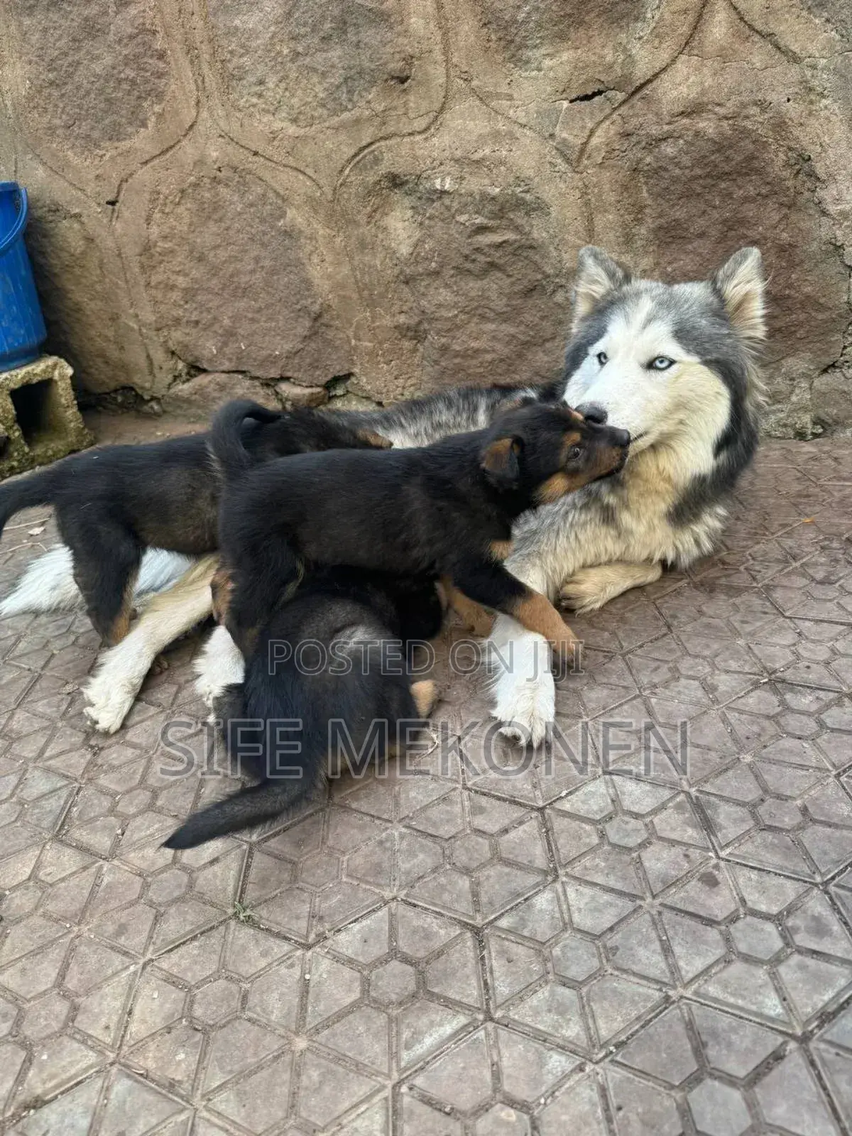 1-3 months Male Mixed Breed Siberian Husky