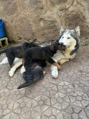 1-3 months Male Mixed Breed Siberian Husky