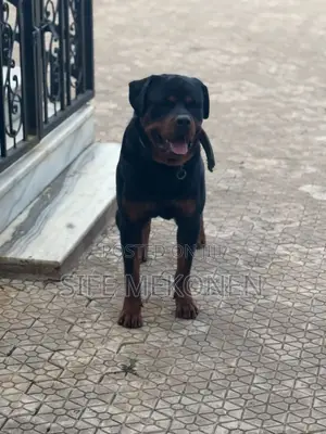 Photo - 1+ year Male Purebred Rottweiler