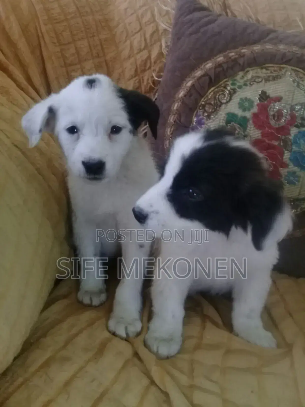 1-3 months Male Purebred Maltese