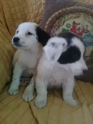 1-3 months Male Purebred Maltese