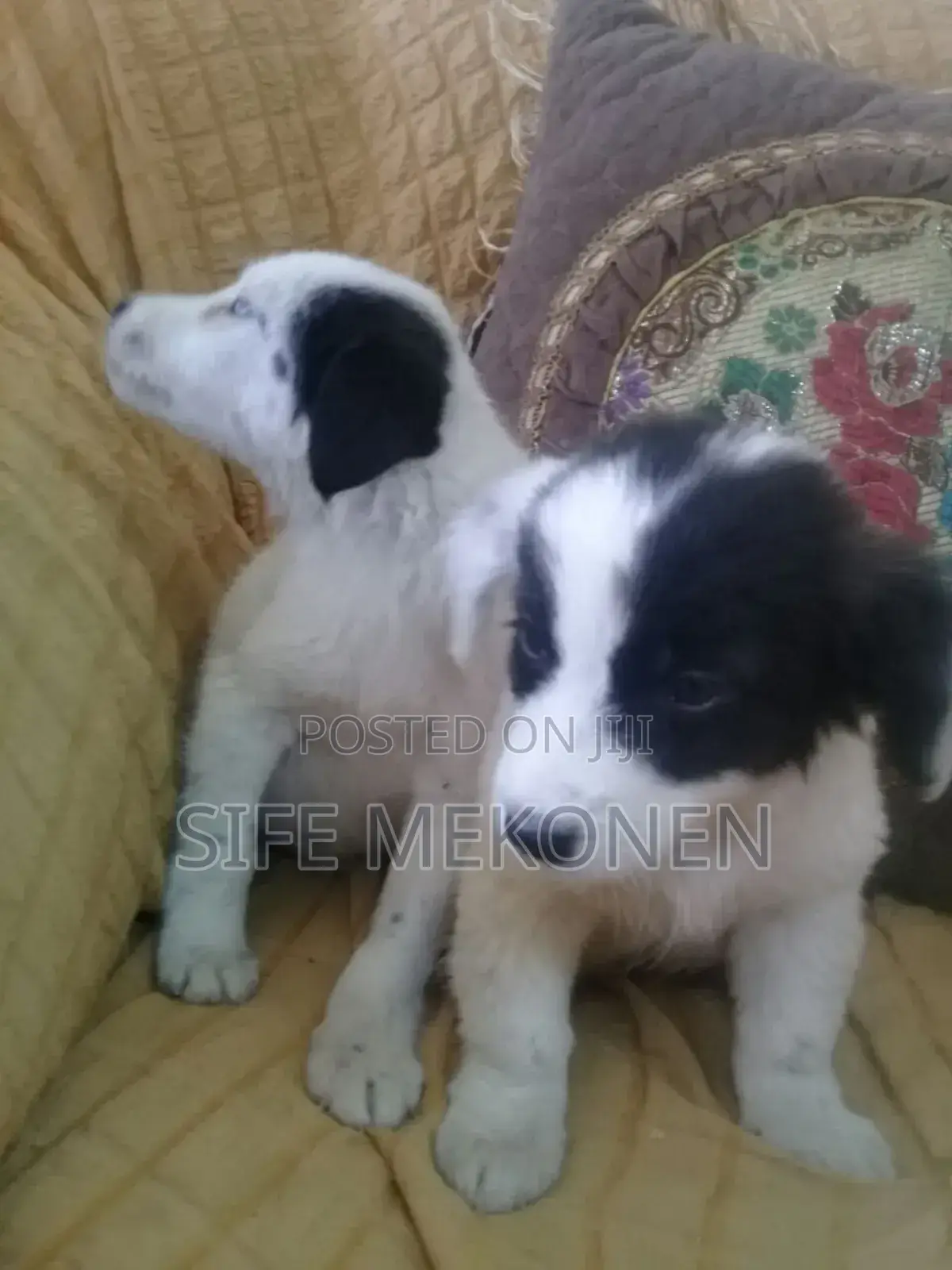 1-3 months Male Purebred Maltese