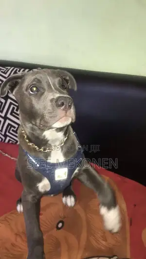 1-3 months Male Purebred American Pit Bull Terrier