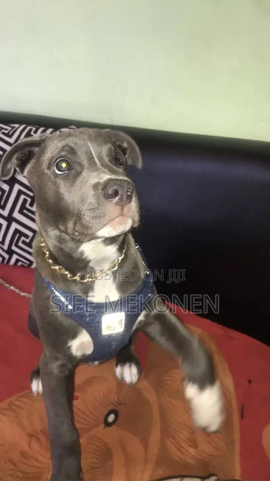 1-3 months Male Purebred American Pit Bull Terrier
