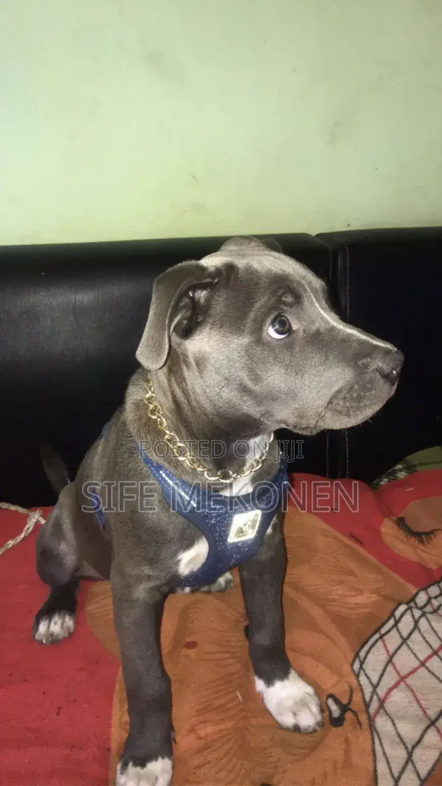 1-3 months Male Purebred American Pit Bull Terrier