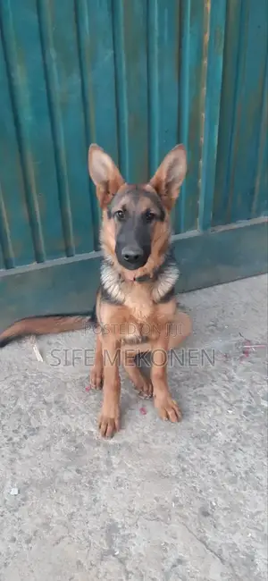 Photo - 3-6 months Male Purebred German Shepherd