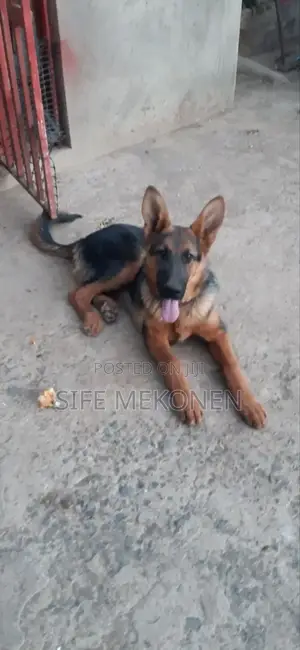 3-6 months Male Purebred German Shepherd