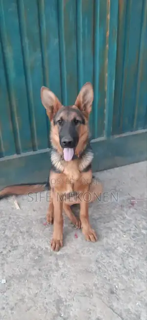 3-6 months Male Purebred German Shepherd