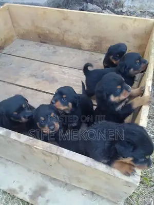 Photo - 1-3 months Male Purebred Rottweiler