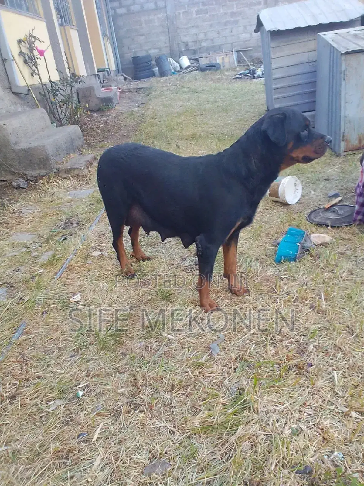 1-3 months Male Purebred Rottweiler